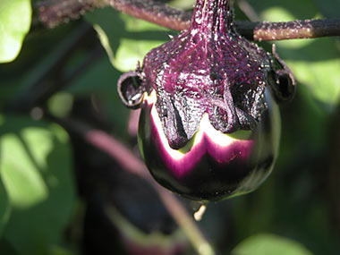 丸茄子、山形特産、米粉